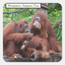 Search for orangutan stickers Animals