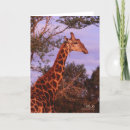 Search for botswana cards Wildlife