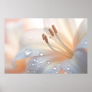 Search for lilium posters Flower