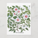 Search for perennials postcards Nature
