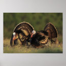 Search for wild turkeys posters Nature