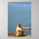 Search for barbary posters Gibraltar