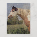 Search for pinto postcards Horse