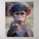Search for baboon posters Animal