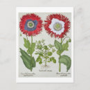 Search for ornament vertical postcards Botanical