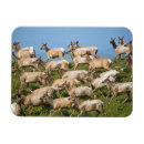 Search for seashore magnets Wildlife