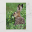 Search for rolf nussbaumer postcards Wildlife