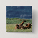 Search for ursus badges Alaska