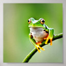 Search for green tree frog posters Nature
