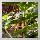 Search for squirrel monkey posters Monkeys