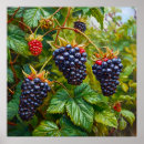 Search for blackberry art Ripe