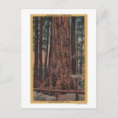 Search for big tree postcards Park