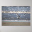 Search for wildlife posters Nature