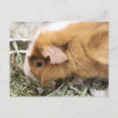 Search for piggies postcards Guinea pig