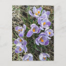 Search for spring crocus postcards Nature