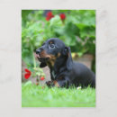 Search for miniature dachshund postcards Zwergteckel