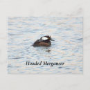 Search for merganser duck Wildlife