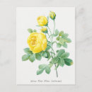 Search for vintage rose illustration postcards Yellow