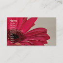 Search for gerbera daisy Photography