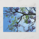 Search for flowering tree postcards Floral