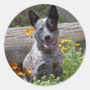 Search for two dogs stickers Happy