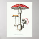 Search for edible mushroom posters Vintage