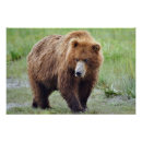 Search for bear posters Grizzly