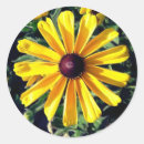 Search for black eyed susan flower stickers Yellow