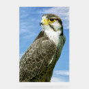 Search for falcon Animal