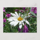 Search for fireweed postcards Floral