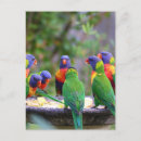 Search for rainbow lorikeet postcards Lorikeets
