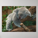 Search for koala bear posters Photography