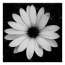 Search for black and white flower posters Daisy
