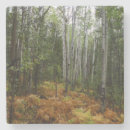 Search for birch tree coasters Landscape