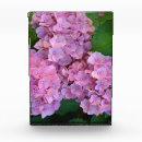 Search for hydrangea macrophylla Flower