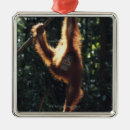 Search for orangutan christmas tree decorations Outdoors