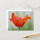Search for red bloom postcards Summer