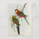 Search for platycercus Parrakeet