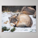 Search for wolves posters Pack of wolves