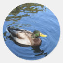Search for mallard ducks stickers Bird