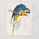 Search for edward lear Macaw