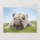 Search for licking postcards Dog