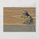 Search for fledgling postcards Animal