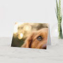 Search for puppy face cards Golden retriever