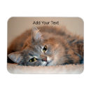 Search for cat magnets Tabby