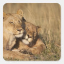 Search for masai stickers Wildlife