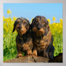 Search for weenies posters Weiner