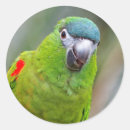 Search for red macaw stickers Green