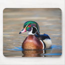 Search for duck pond mouse mats Wild