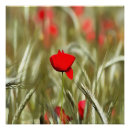 Search for poppy paintings posters Nature